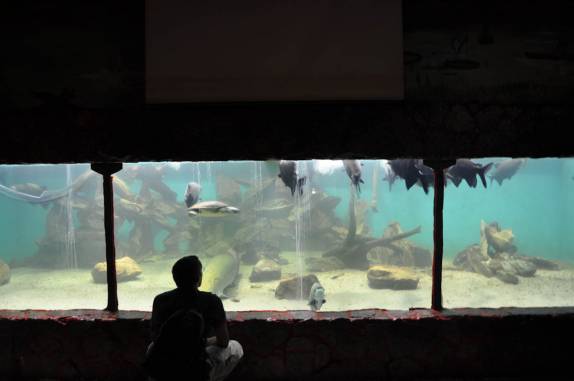 Hipnotizado pelo aquário de um restaurante em Manaus - AM